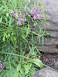 Red Wings Shooting Star (Dodecatheon pulchellum 'Red Wings') at A Very Successful Garden Center
