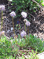 Globe Daisy (Globularia meridionalis) at A Very Successful Garden Center