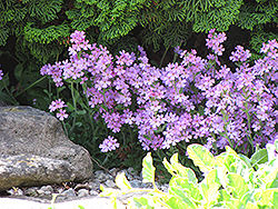 Alpine Liverbalm (Erinus alpinus) at Stonegate Gardens
