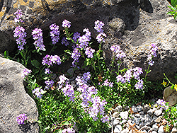 Alpine Liverbalm (Erinus alpinus) at Stonegate Gardens