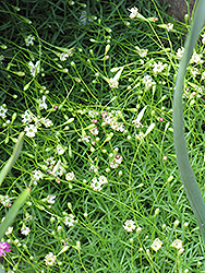 Larch Leaved Sandwort (Minuartia laricifolia) at A Very Successful Garden Center
