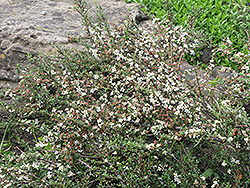 Thyme Leaf Cotoneaster (Cotoneaster microphyllus 'var. thymifolius') at Stonegate Gardens