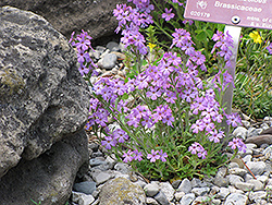 Alpine Draba (Draba aizoides) at Stonegate Gardens