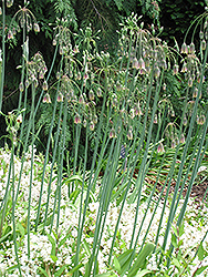 Sicilian Honey Lily (Nectaroscordum siculum 'ssp. Bulgaricum') at A Very Successful Garden Center