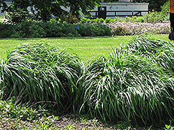 Windspiel Purple Moor Grass (Molinia caerulea 'Windspiel') at Lakeshore Garden Centres