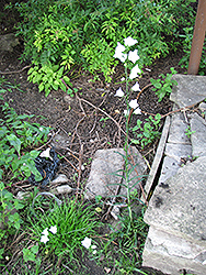 White Gem Bluebells (Campanula rotundifolia 'White Gem') at A Very Successful Garden Center