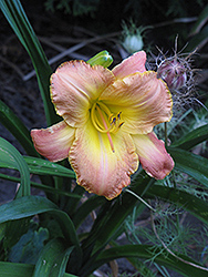 Glittering Gift Daylily (Hemerocallis 'Glittering Gift') at A Very Successful Garden Center