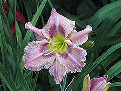 Sings The Blues Daylily (Hemerocallis 'Sings The Blues') at Lakeshore Garden Centres