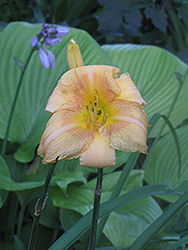 Metaphore Daylily (Hemerocallis 'Metaphore') at A Very Successful Garden Center