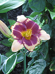 Tecus Daylily (Hemerocallis 'Tecus') at A Very Successful Garden Center