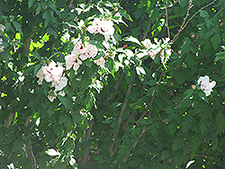 Morning Star Rose of Sharon (Hibiscus syriacus 'Morning Star') at Lakeshore Garden Centres