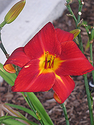 Autumn Red Daylily (Hemerocallis 'Autumn Red') at A Very Successful Garden Center