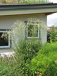 White Bottlebrush (Sanguisorba tenuifolia 'Alba') at A Very Successful Garden Center
