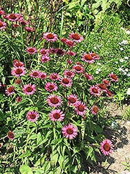 Vintage Wine Coneflower (Echinacea 'Vintage Wine') at A Very Successful Garden Center