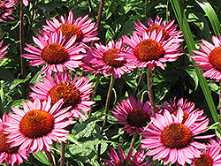 Vintage Wine Coneflower (Echinacea 'Vintage Wine') at A Very Successful Garden Center