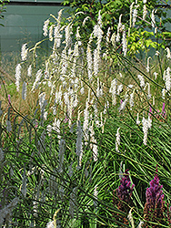 White Bottlebrush (Sanguisorba tenuifolia 'Alba') at Stonegate Gardens