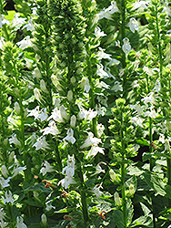 White Cardinal Flower (Lobelia siphilitica 'Alba') at A Very Successful Garden Center