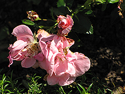 Fry Bubbly Rose (Rosa 'Fry Bubbly') at Stonegate Gardens