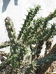 Santa Fe Cholla Cactus (Opuntia viridiflora) at A Very Successful Garden Center