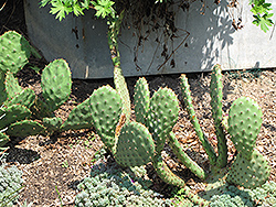 Beavertail Prickly Pear Cactus (Opuntia basilaris) at A Very Successful Garden Center