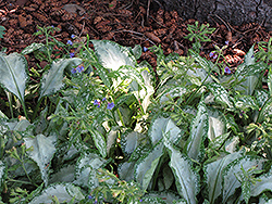 Silver Streamers Lungwort (Pulmonaria 'Silver Streamers') at A Very Successful Garden Center