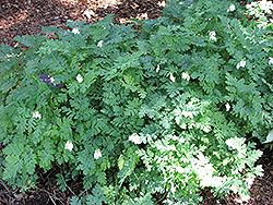 Margery Fish Bleeding Heart (Dicentra formosa 'Margery Fish') at A Very Successful Garden Center