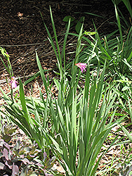Snowbank Boltonia (Boltonia asteroides 'Snowbank') at A Very Successful Garden Center