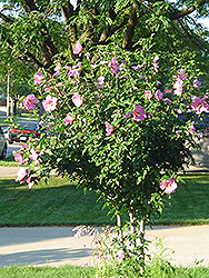 Aphrodite Rose of Sharon (Hibiscus syriacus 'Aphrodite') at A Very Successful Garden Center