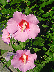 Hamabo Rose of Sharon (Hibiscus syriacus 'Hamabo') at A Very Successful Garden Center