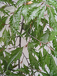 Cutleaf Beech (Fagus sylvatica 'Asplenifolia') at Stonegate Gardens