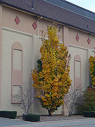 Columnar Norway Maple (Acer platanoides 'Columnare') at A Very Successful Garden Center