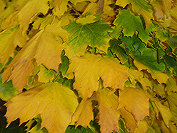 Columnar Norway Maple (Acer platanoides 'Columnare') at Lakeshore Garden Centres