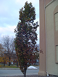 Pyramidal English Oak (Quercus robur 'Fastigiata') at A Very Successful Garden Center
