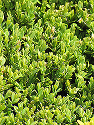 Compact Korean Boxwood (Buxus microphylla 'Compacta') at Stonegate Gardens