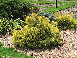 Bright Gold Threadleaf Falsecypress (Chamaecyparis pisifera 'Bright Gold') at Lakeshore Garden Centres