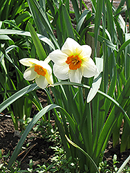 Barrett Browning Daffodil (Narcissus 'Barrett Browning') at A Very Successful Garden Center