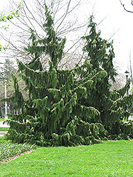 Nootka Cypress (Chamaecyparis nootkatensis) at Lakeshore Garden Centres