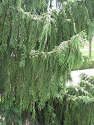 Nootka Cypress (Chamaecyparis nootkatensis) at Stonegate Gardens