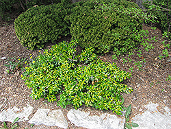 Surespot Wintercreeper (Euonymus fortunei 'Surespot') at Lakeshore Garden Centres