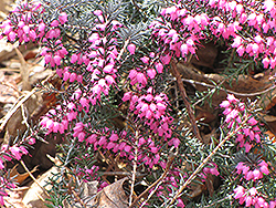 Spring Heath (Erica carnea) at Lakeshore Garden Centres