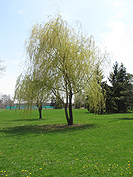 Annularis Babylon Weeping Willow (Salix babylonica 'Annularis') at A Very Successful Garden Center