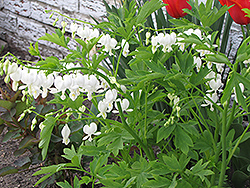 White Bleeding Heart (Dicentra spectabilis 'Alba') at Golden Acre Home & Garden