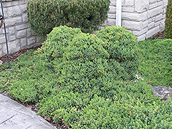 Dwarf Japgarden Juniper (Juniperus procumbens 'Nana') at A Very Successful Garden Center