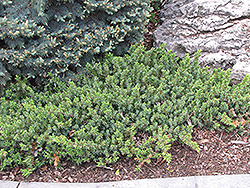 Dwarf Japanese Garden Juniper (Juniperus procumbens 'Nana') at Stonegate Gardens