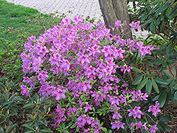 Girard's Karen Azalea (Rhododendron 'Girard's Karen') at A Very Successful Garden Center