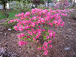 Boudoir Azalea (Rhododendron 'Boudoir') at A Very Successful Garden Center