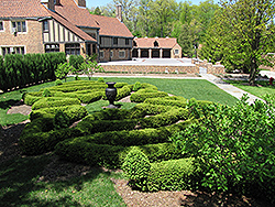 Compact Korean Boxwood (Buxus microphylla 'Compacta') at Stonegate Gardens