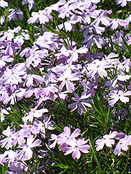 Fabulous Blue Violet Moss Phlox (Phlox subulata 'Florphfabv') at A Very Successful Garden Center