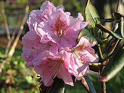 Janet Blair Rhododendron (Rhododendron 'Janet Blair') at A Very Successful Garden Center