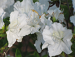 Marie's Choice Rhododendron (Rhododendron 'Marie's Choice') at A Very Successful Garden Center